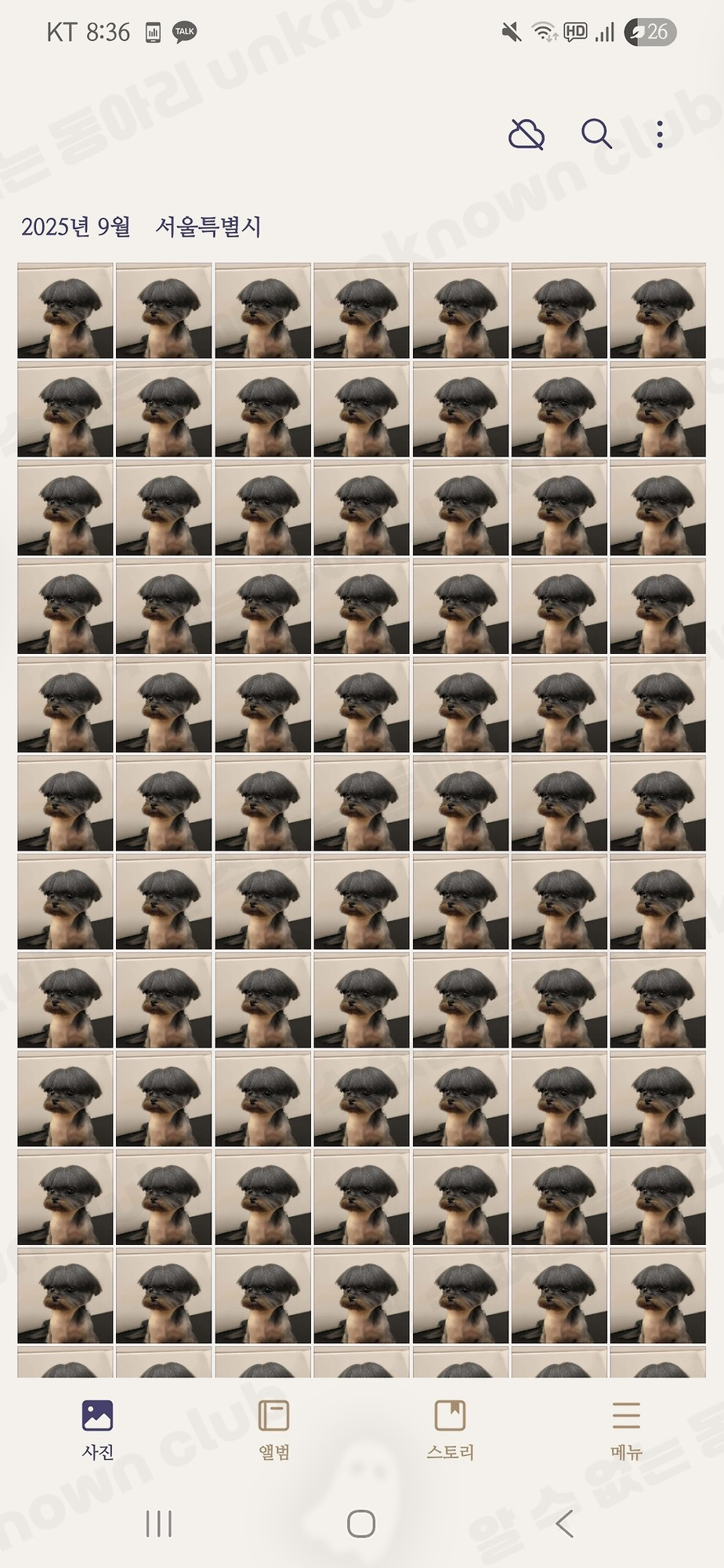 친구가 이 강아지 사진 달래서 인스타디엠으로 보내줬는데 | 인스티즈