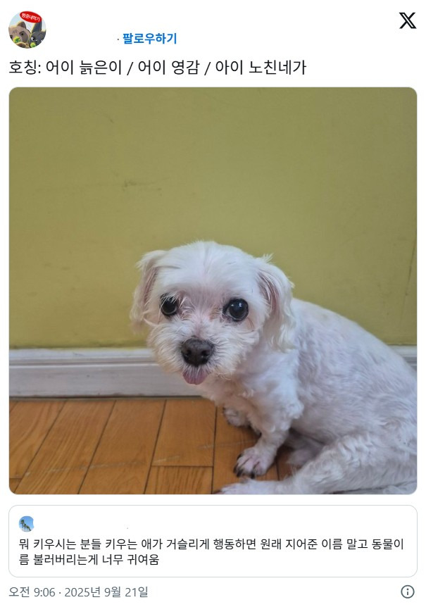 뭐 키우시는 분들 키우는 애가 거슬리게 행동하면 원래 지어준 이름 말고 동물이름 불러버리는게 너무 귀여움 | 인스티즈