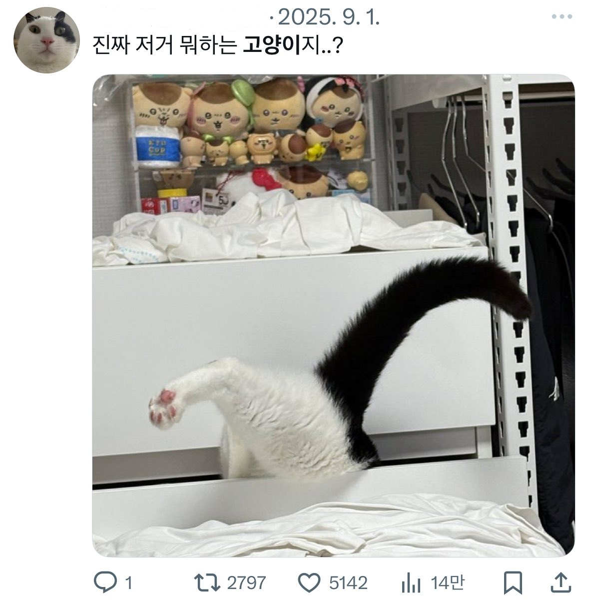 뭐 키우시는 분들 키우는 애가 거슬리게 행동하면 원래 지어준 이름 말고 동물이름 불러버리는게 너무 귀여움 | 인스티즈