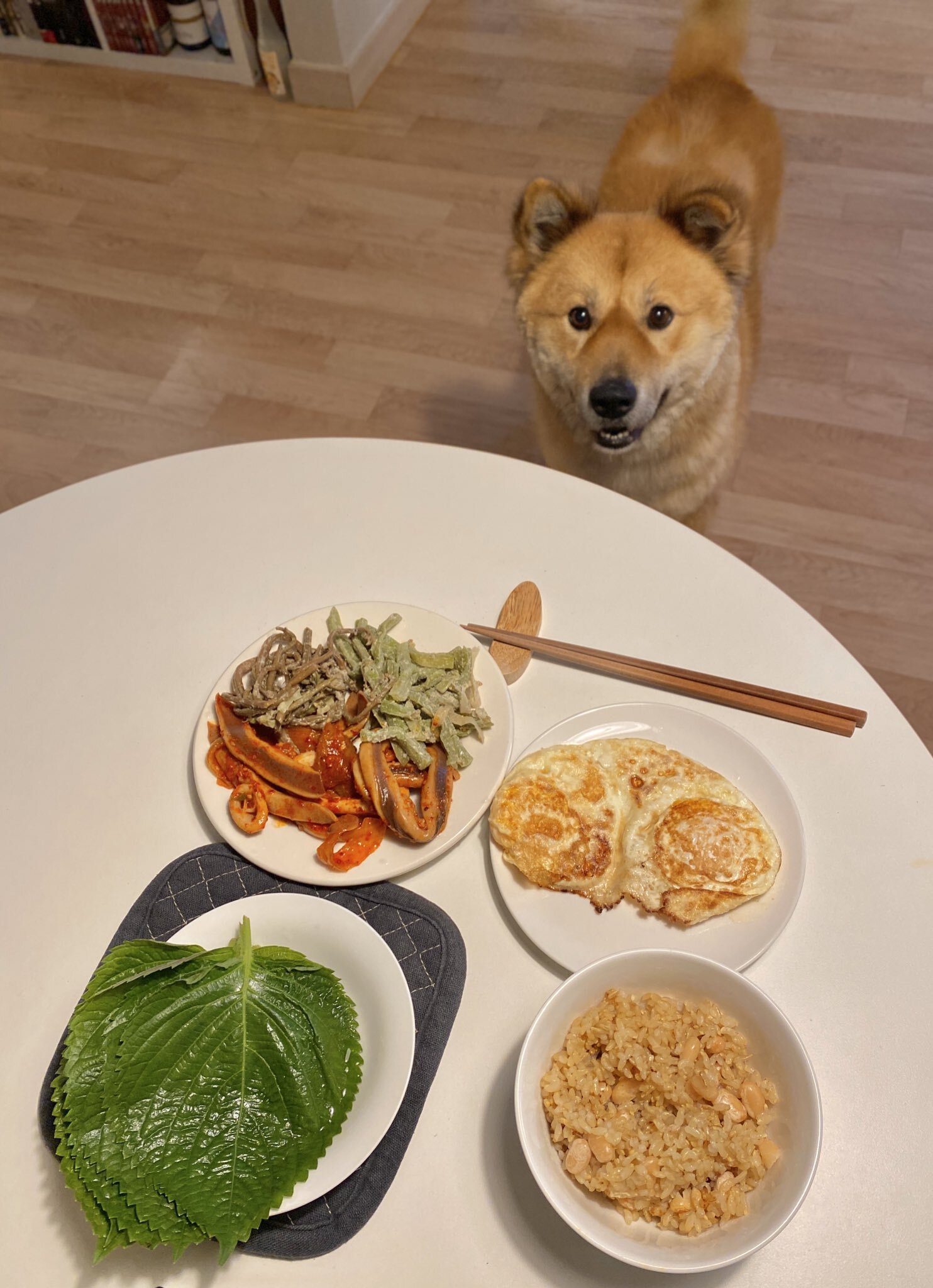 밥 먹을 때마다 기웃대는 왕강아지 | 인스티즈