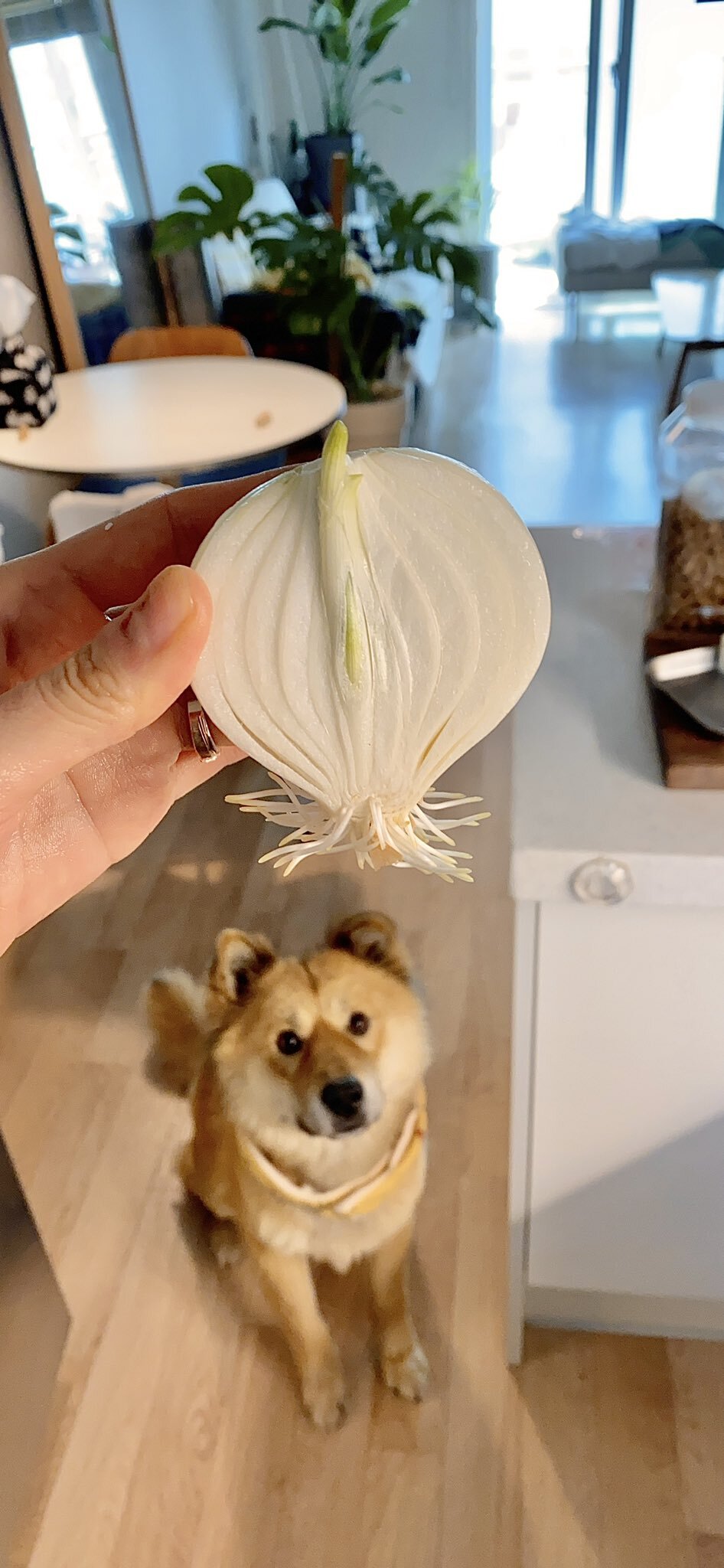 밥 먹을 때마다 기웃대는 왕강아지 | 인스티즈