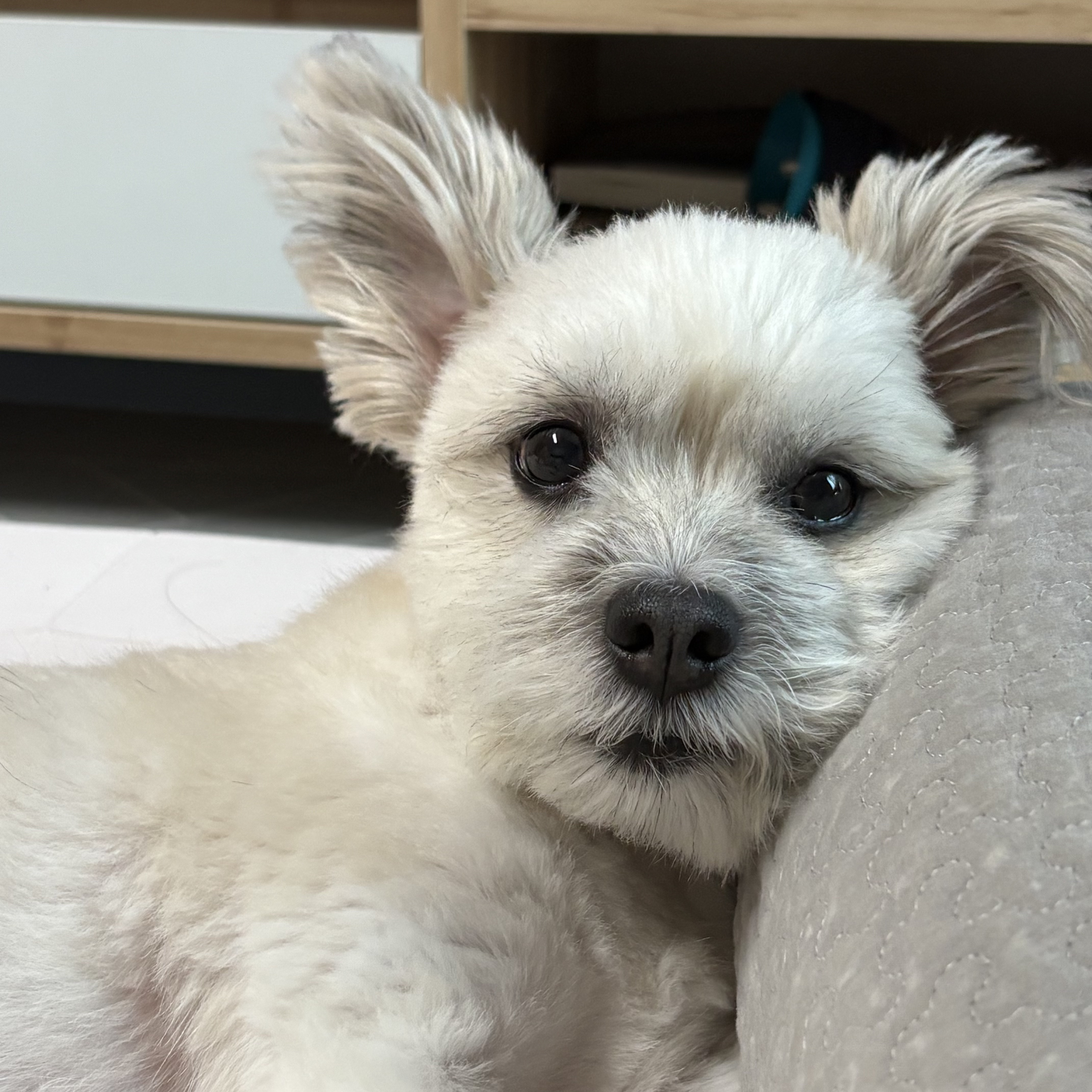 나 여시의 은밀한 취미를 공개할께🚘 (+공지겸 강쥐 사진 은밀히 추가) | 인스티즈