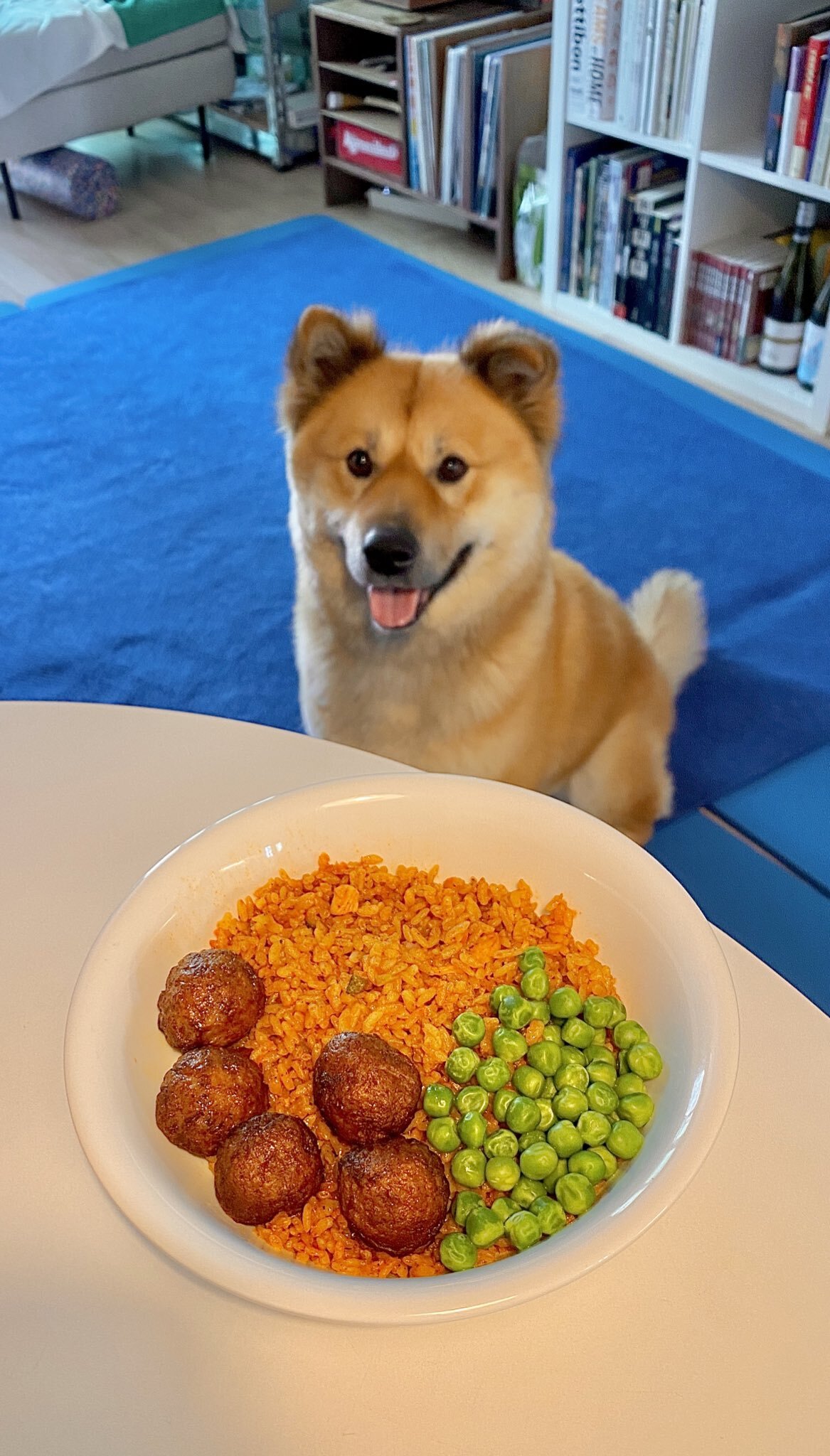 밥 먹을 때마다 기웃대는 왕강아지 | 인스티즈