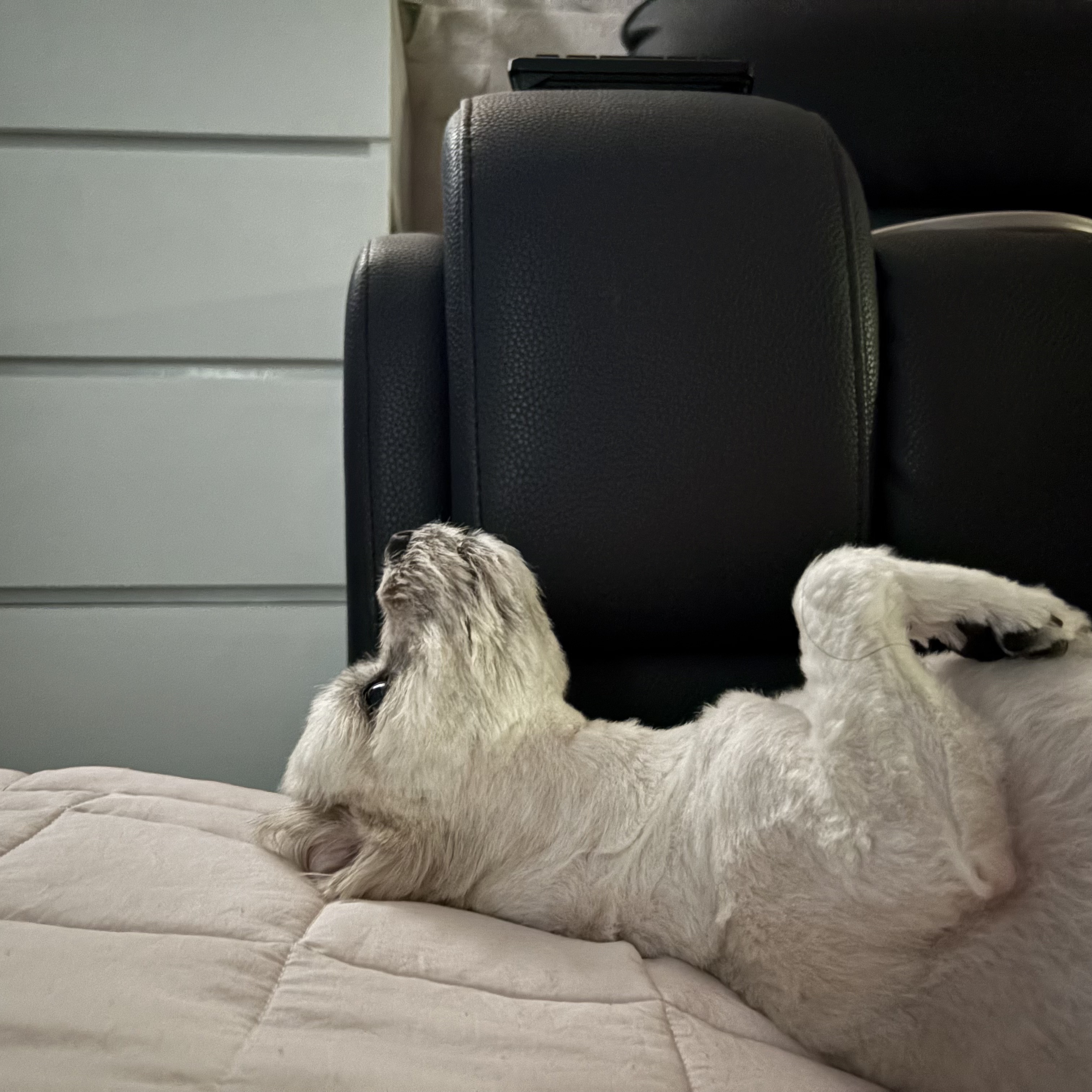 나 여시의 은밀한 취미를 공개할께🚘 (+공지겸 강쥐 사진 은밀히 추가) | 인스티즈