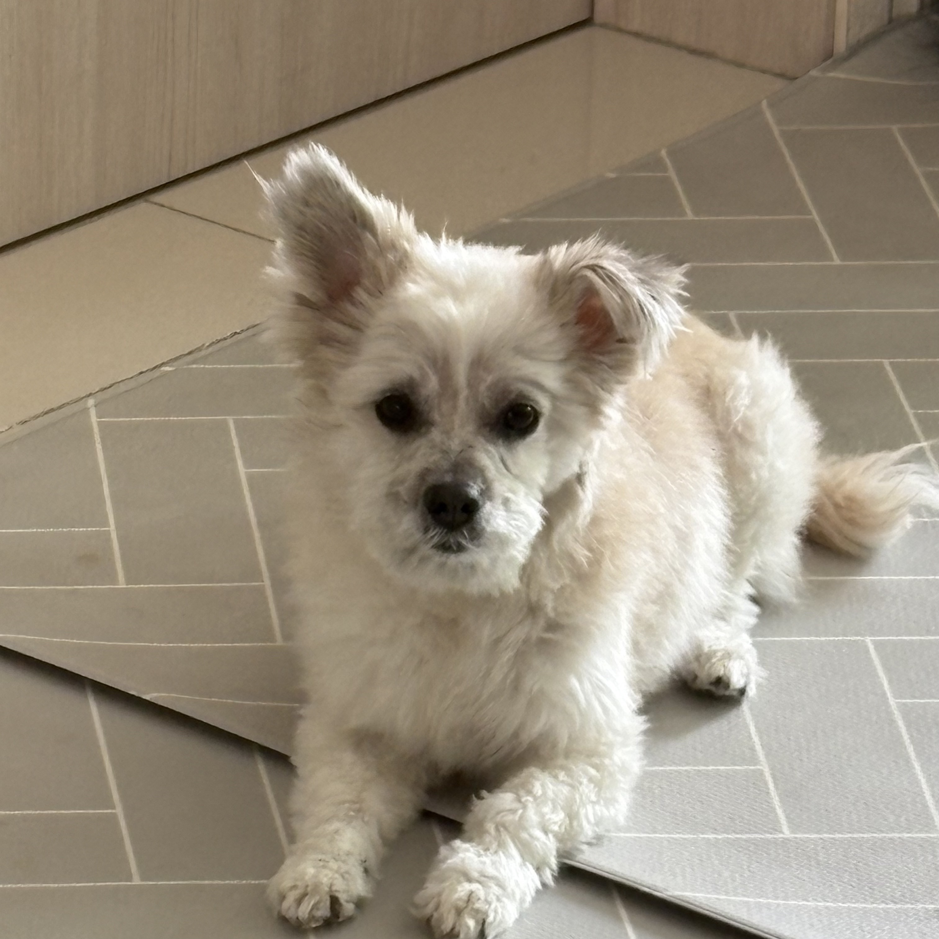 나 여시의 은밀한 취미를 공개할께🚘 (+공지겸 강쥐 사진 은밀히 추가) | 인스티즈