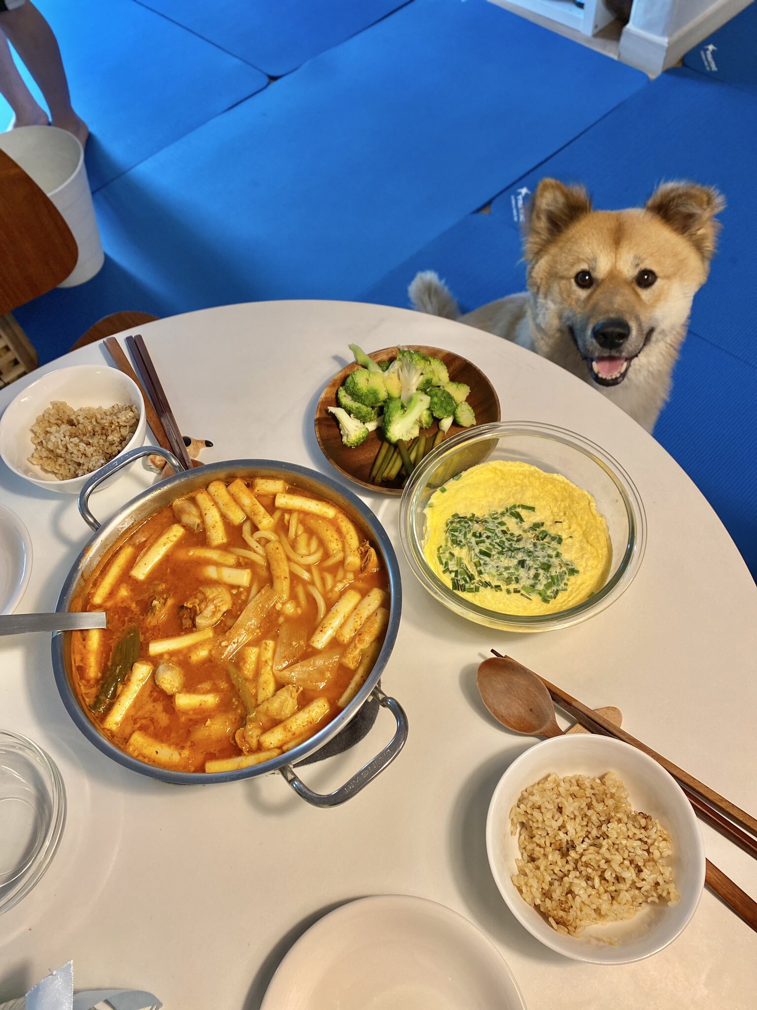 밥 먹을 때마다 기웃대는 왕강아지 | 인스티즈