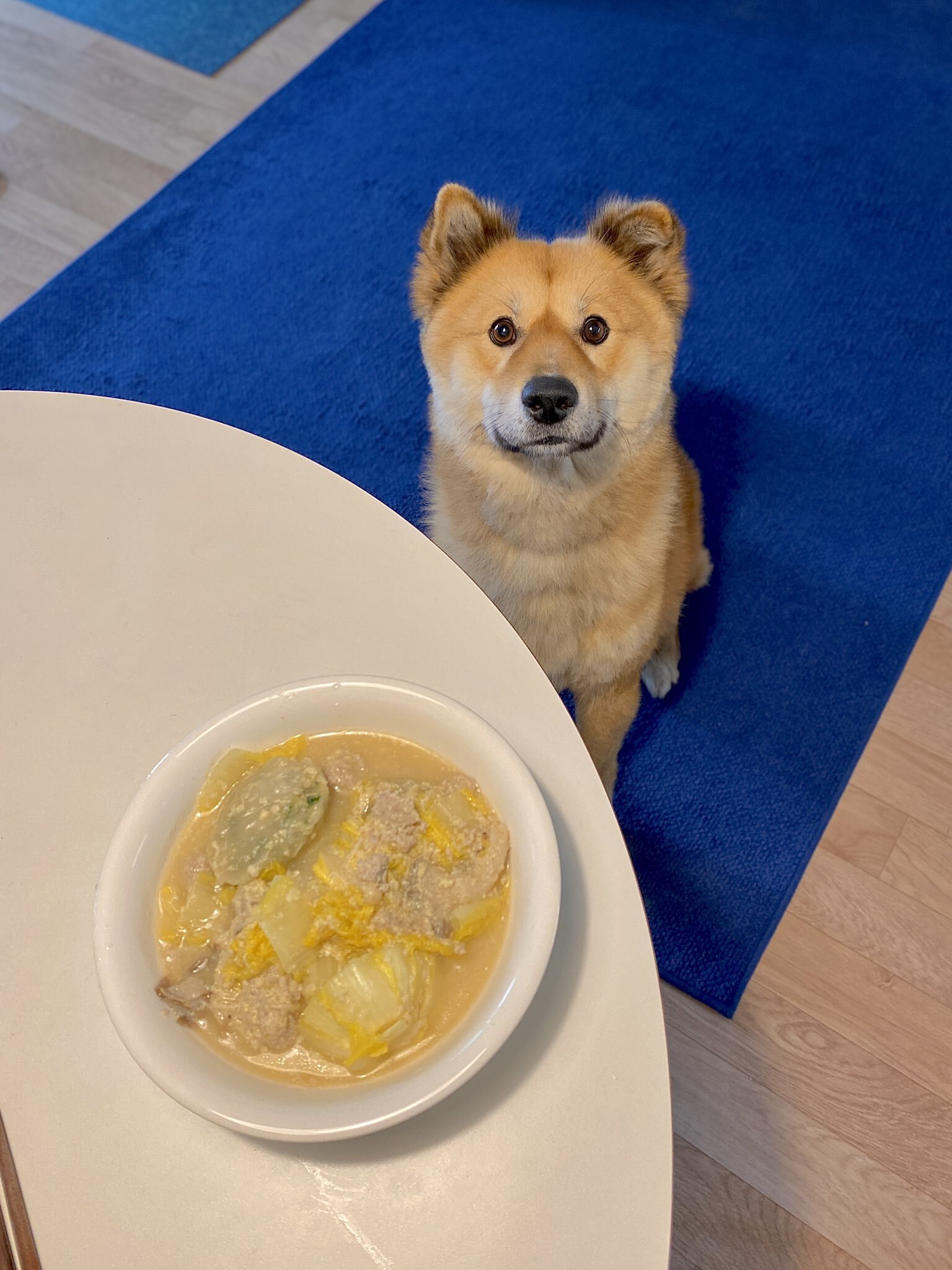 밥 먹을 때마다 기웃대는 왕강아지 | 인스티즈