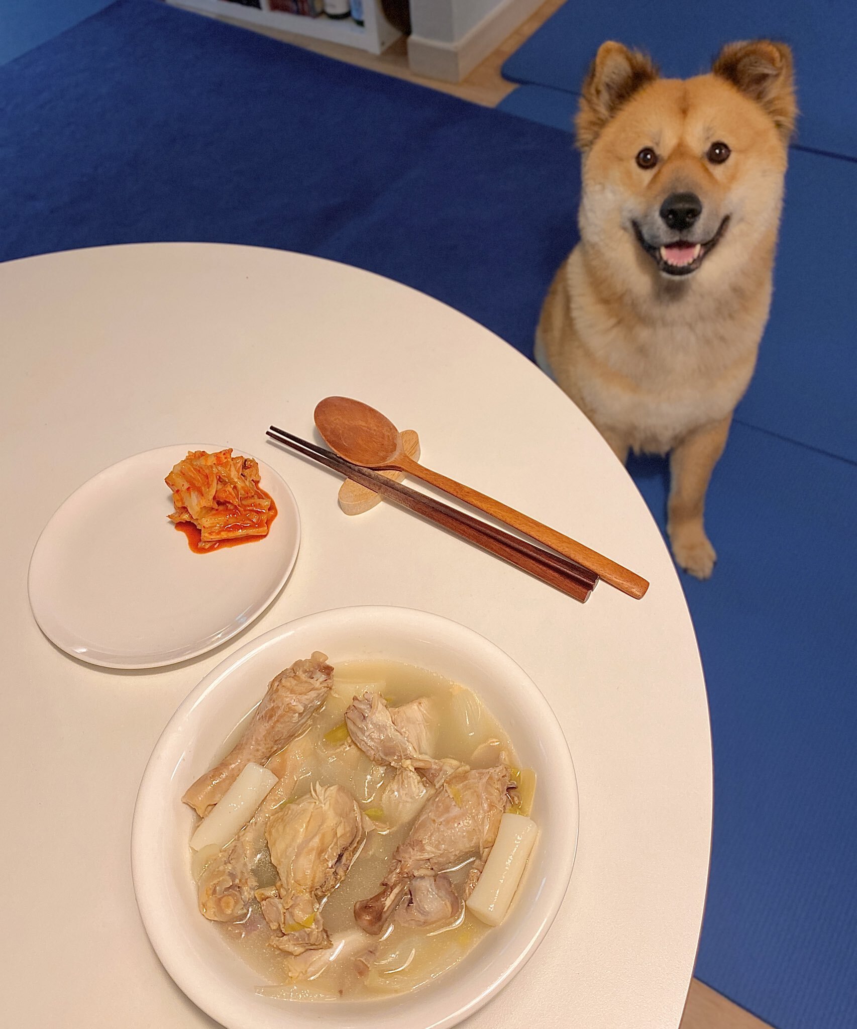 밥 먹을 때마다 기웃대는 왕강아지 | 인스티즈