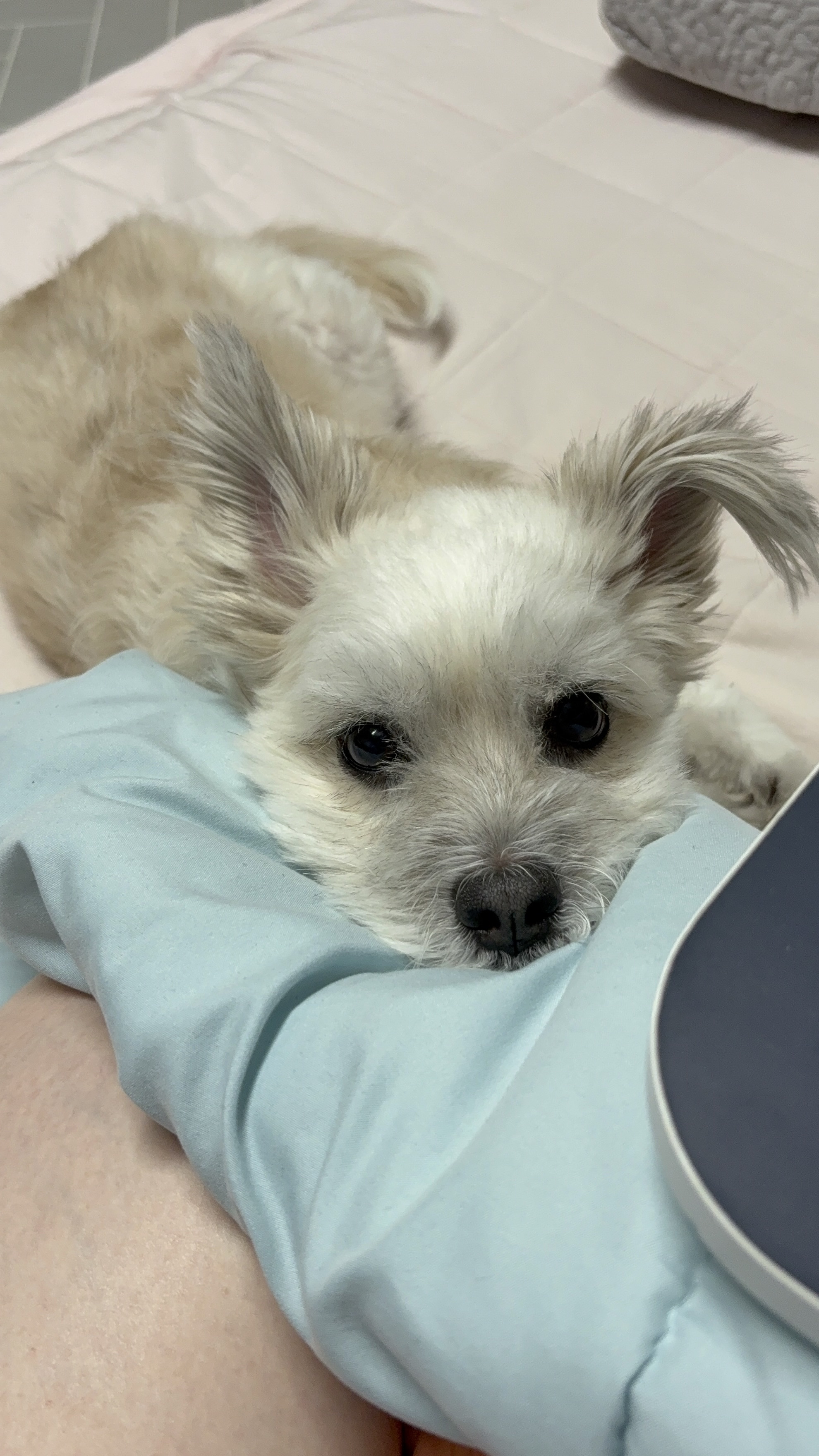 나 여시의 은밀한 취미를 공개할께🚘 (+공지겸 강쥐 사진 은밀히 추가) | 인스티즈