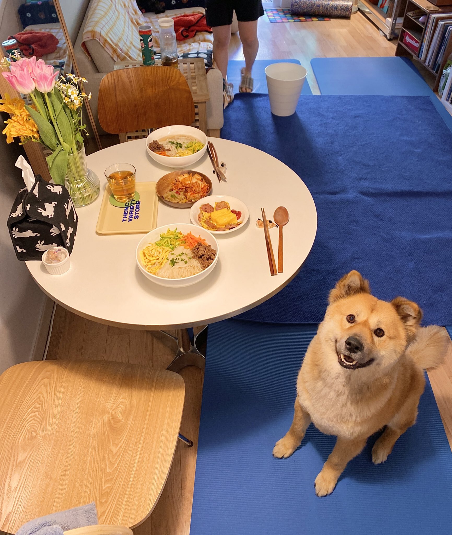 밥 먹을 때마다 기웃대는 왕강아지 | 인스티즈