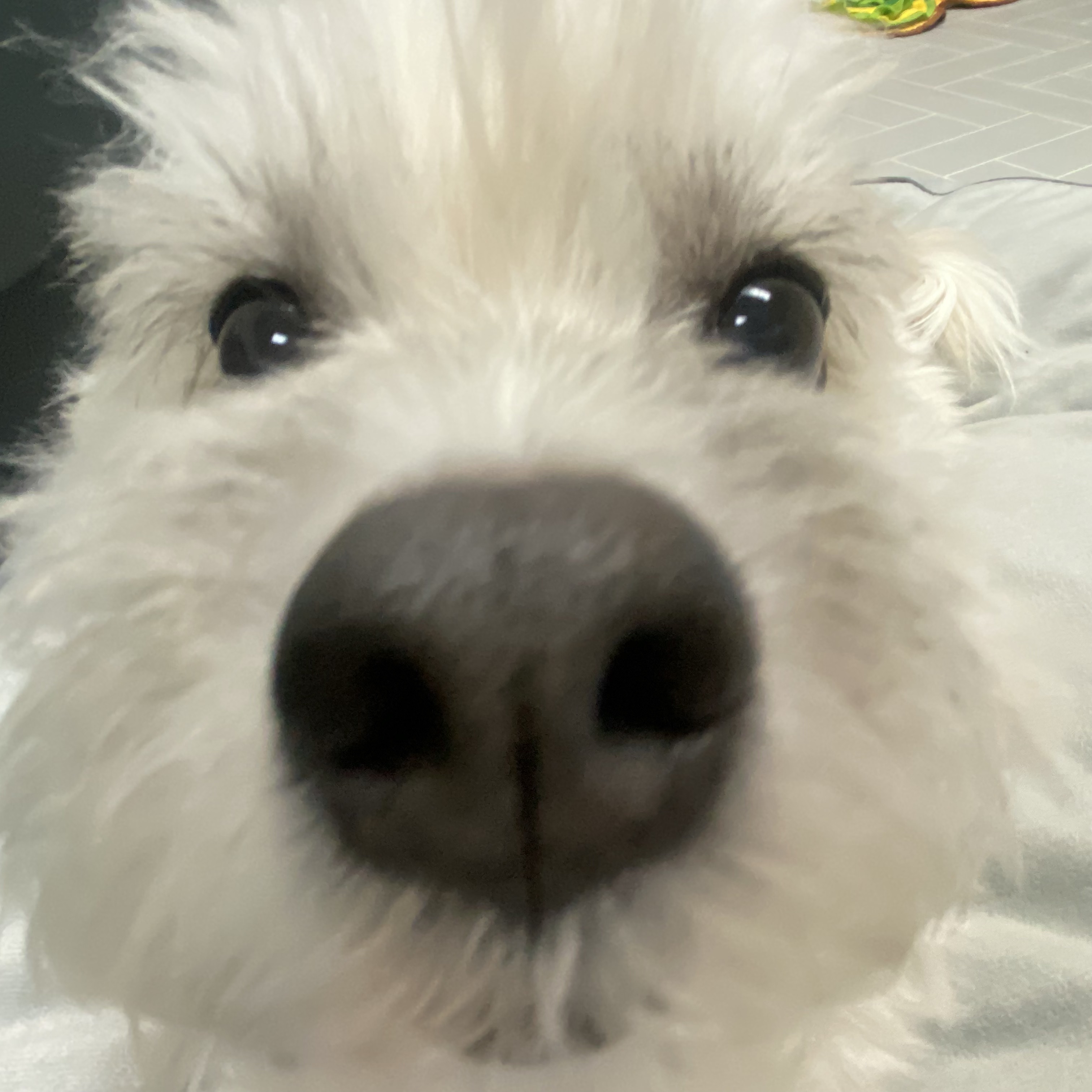 나 여시의 은밀한 취미를 공개할께🚘 (+공지겸 강쥐 사진 은밀히 추가) | 인스티즈