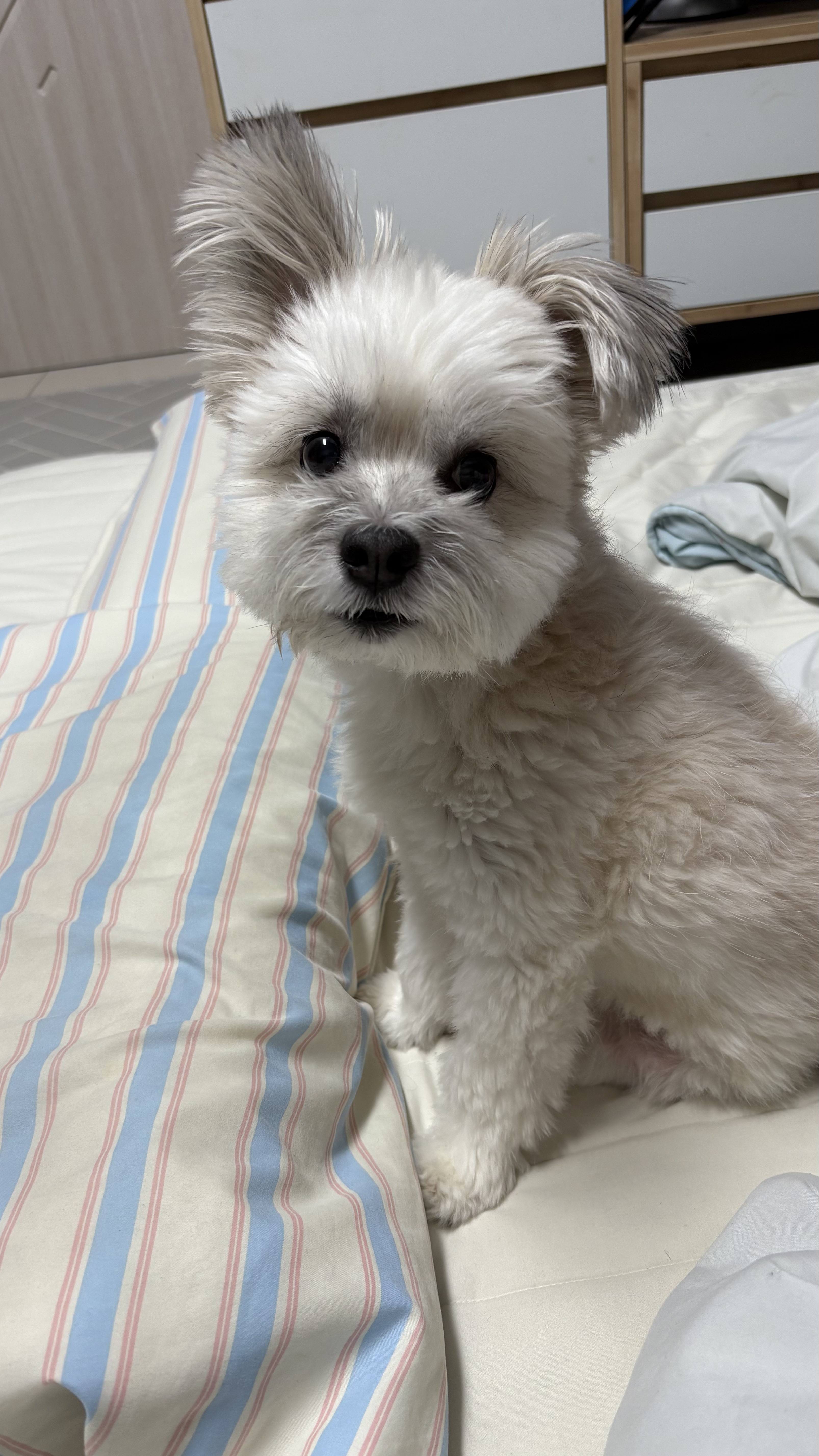 나 여시의 은밀한 취미를 공개할께🚘 (+공지겸 강쥐 사진 은밀히 추가) | 인스티즈