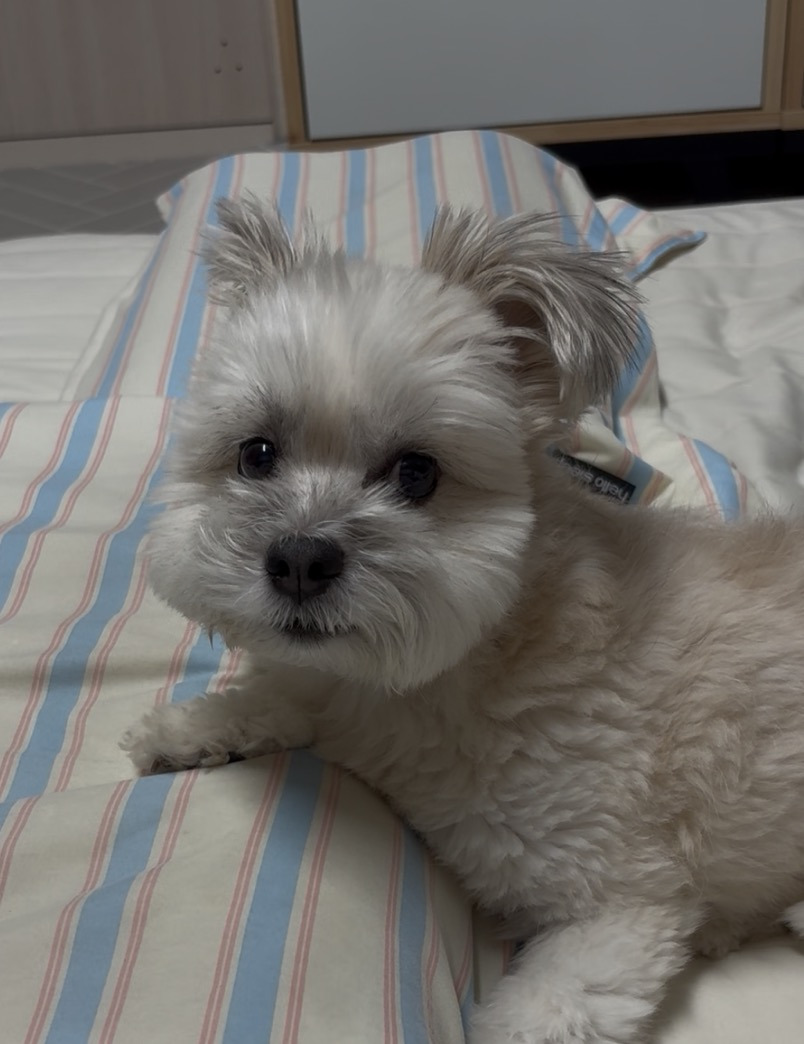 나 여시의 은밀한 취미를 공개할께🚘 (+공지겸 강쥐 사진 은밀히 추가) | 인스티즈