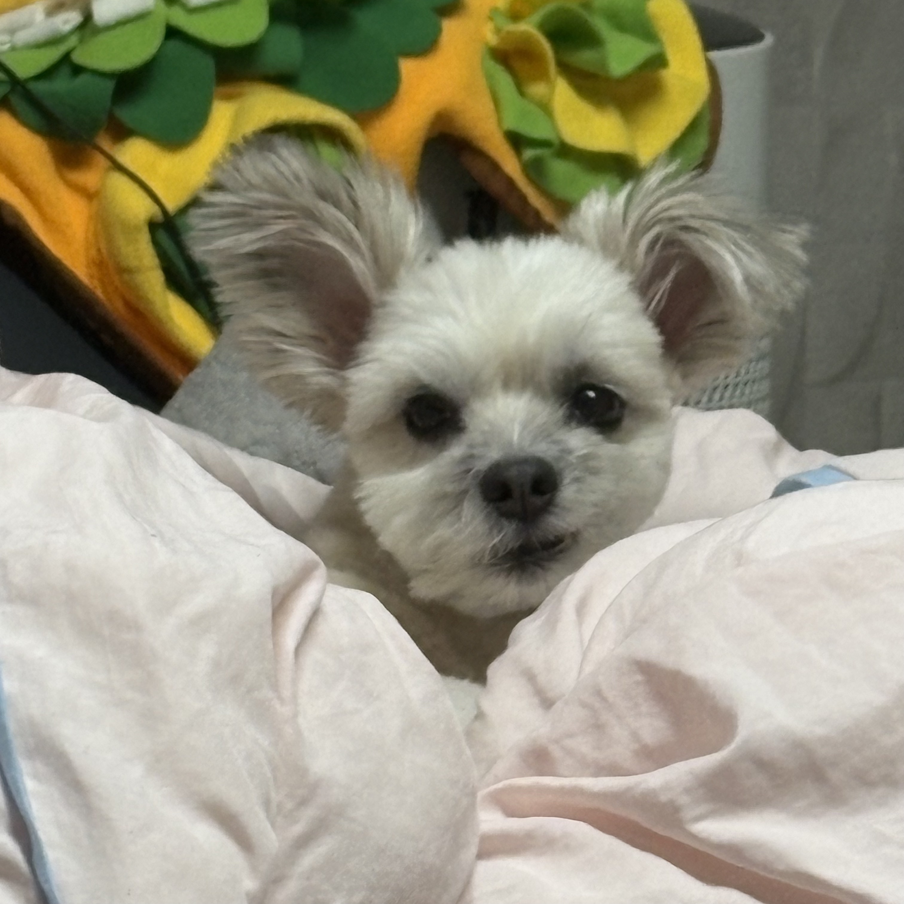 나 여시의 은밀한 취미를 공개할께🚘 (+공지겸 강쥐 사진 은밀히 추가) | 인스티즈