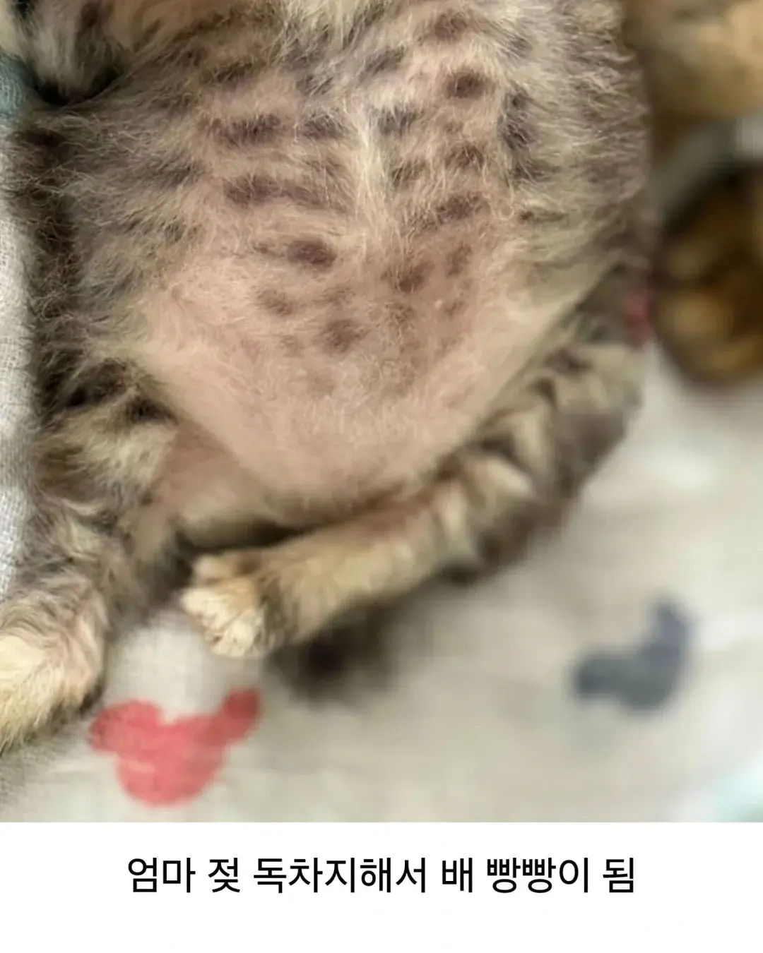 고양이가 외동으로 태어나면 | 인스티즈