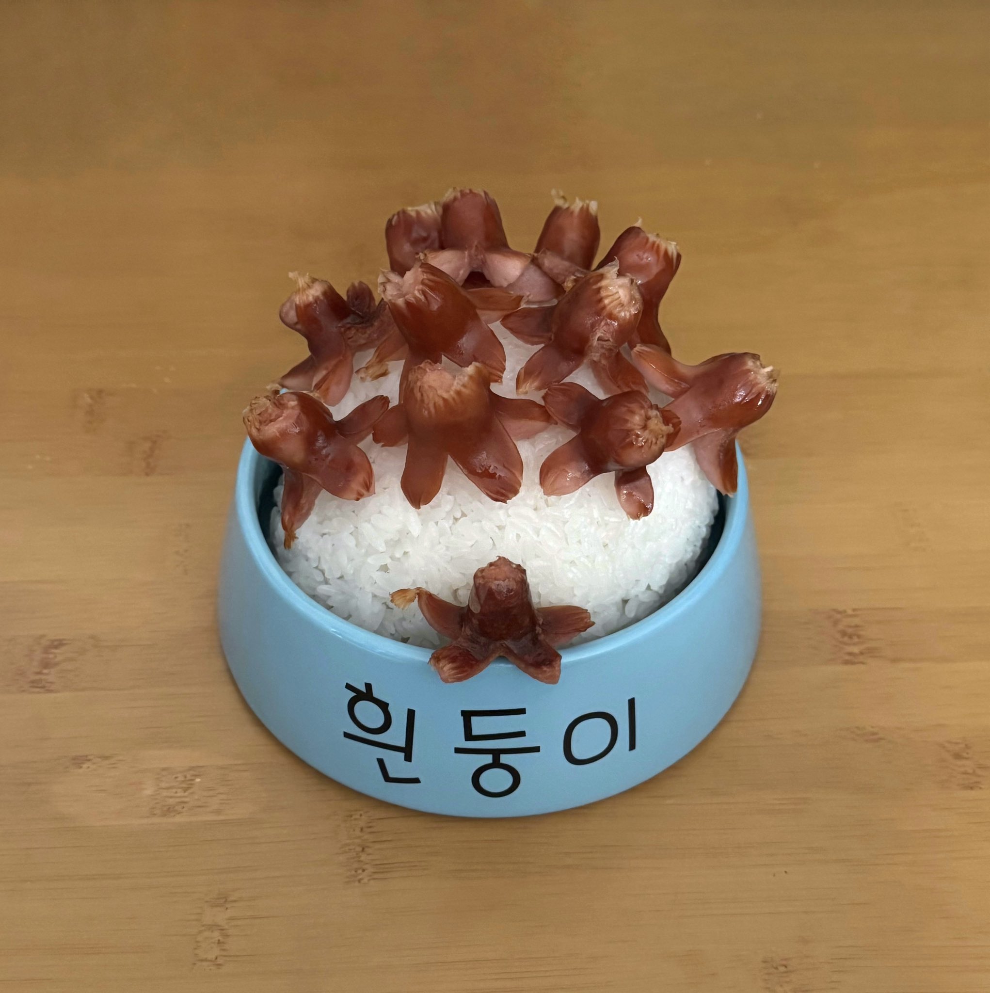 흰둥이 밥그릇에 밥먹는 사람 | 인스티즈