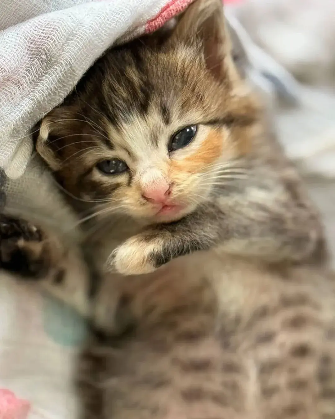 고양이가 외동으로 태어나면 | 인스티즈