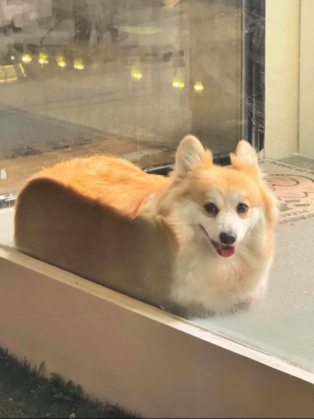 코기 식빵 굽는거 보실분.twt | 인스티즈