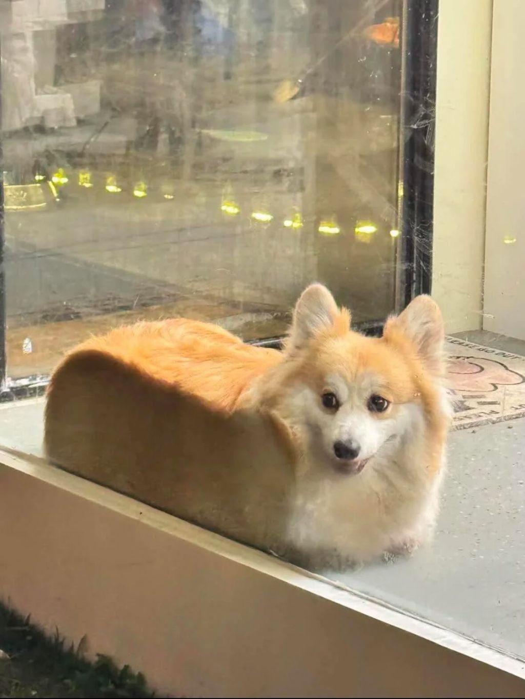 코기 식빵 굽는거 보실분.twt | 인스티즈