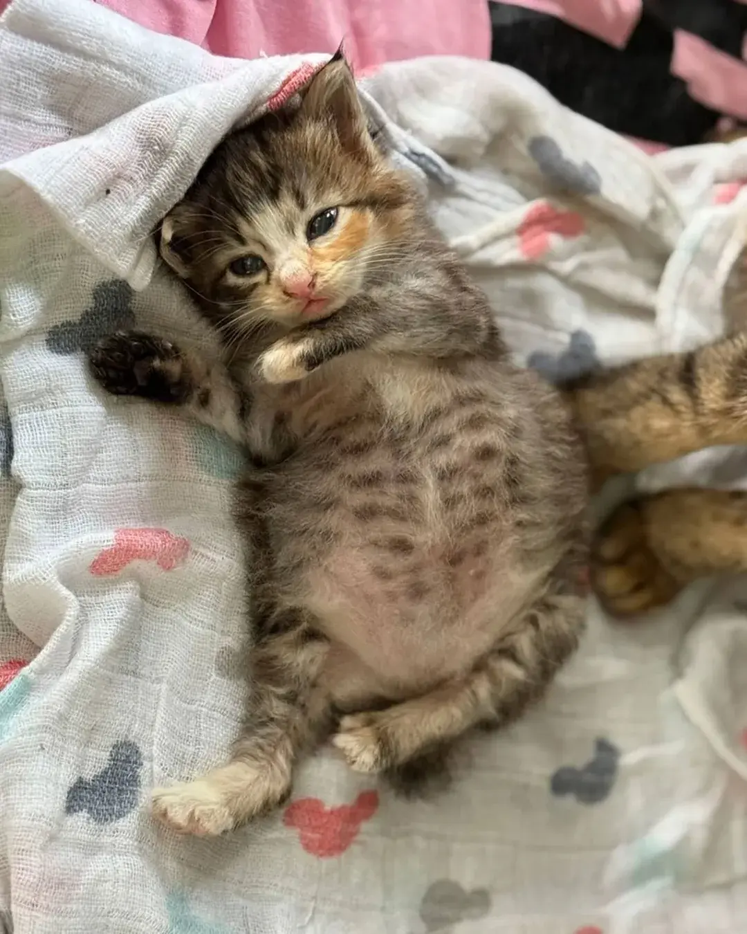 고양이가 외동으로 태어나면 | 인스티즈