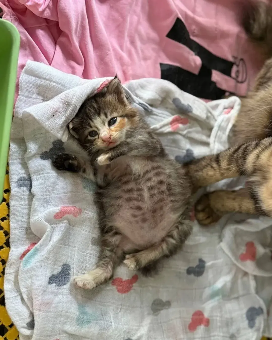 고양이가 외동으로 태어나면 | 인스티즈