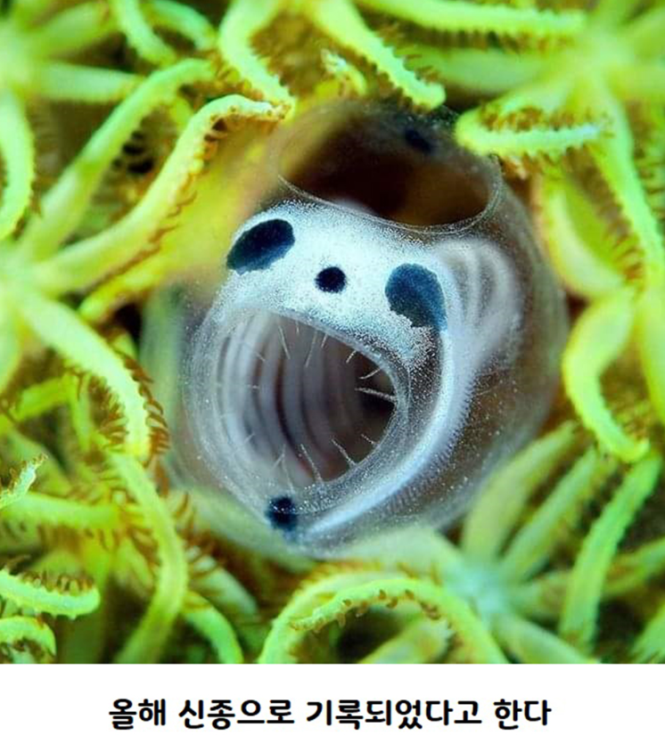 올해 신종으로 기록되었다는 해골 멍게 | 인스티즈