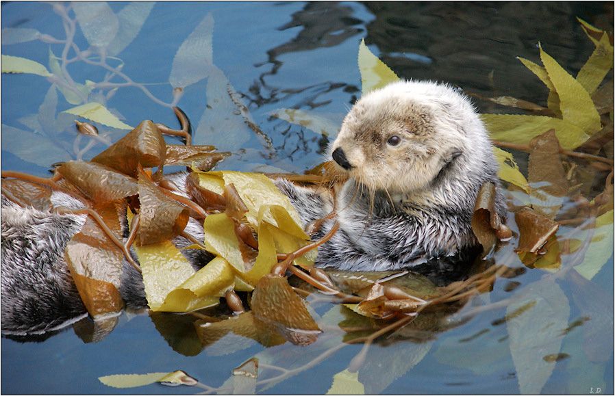 와미쳤다 너네 엄마해달이 사냥갈때 수영못하는아기해달 어캐하는줄알아? | 인스티즈