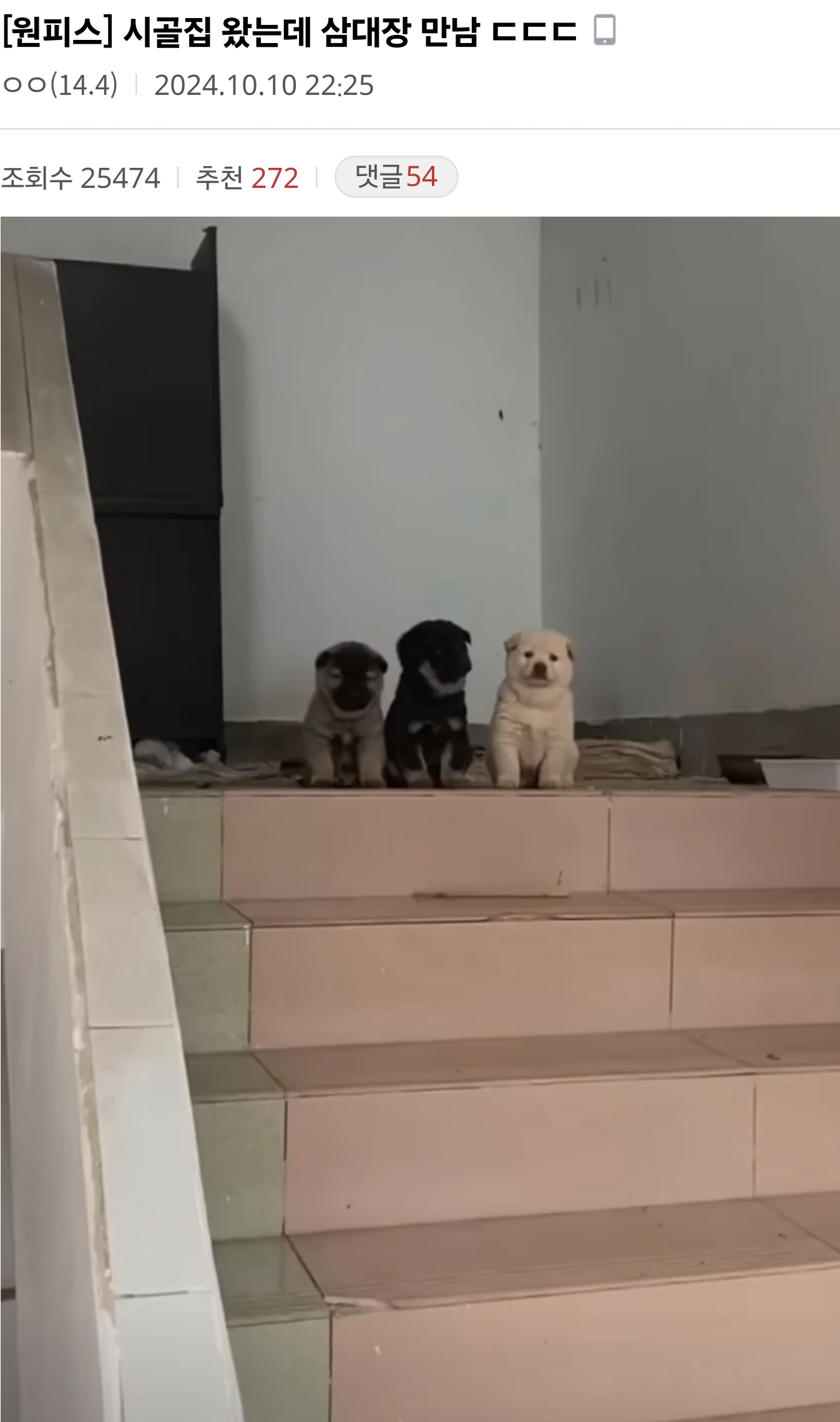 시골집 왔는데 삼대장 만남 | 인스티즈