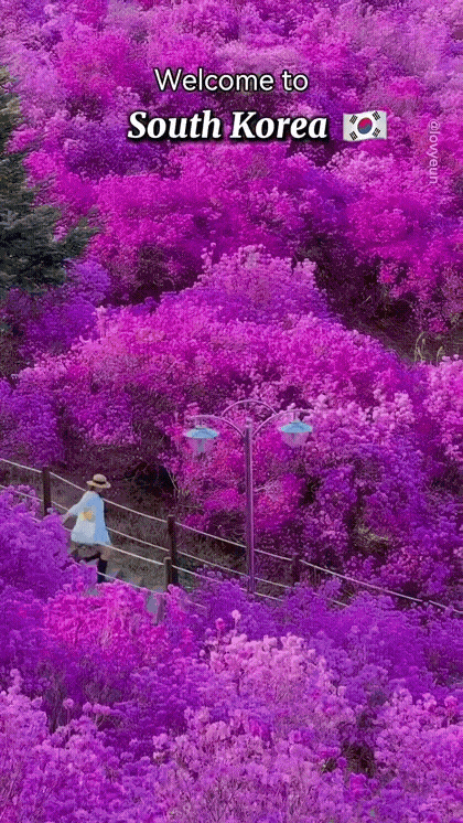 외국인이 소개하는 한국 여행 | 인스티즈