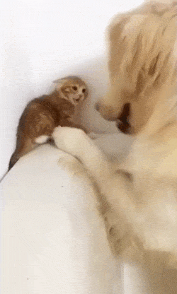 새엄마에게 점점 마음을 여는 아가냥이 | 인스티즈