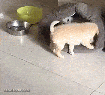 냥아치에게 자리를 빼앗긴 댕댕이들 | 인스티즈