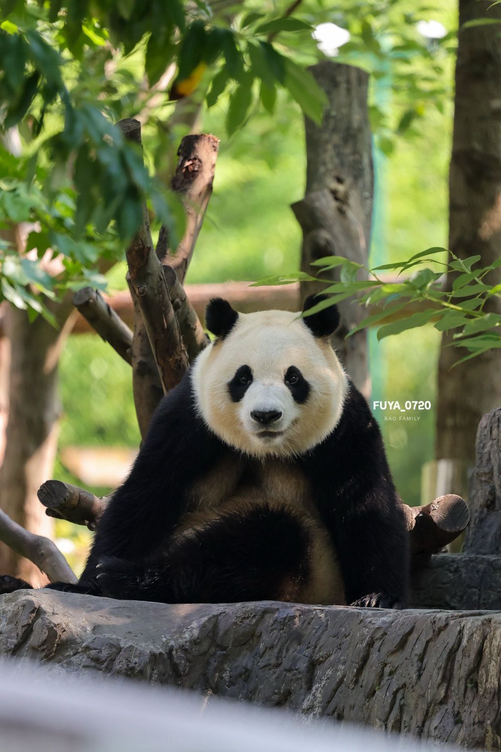 벌크업한 푸바오 근황 | 인스티즈