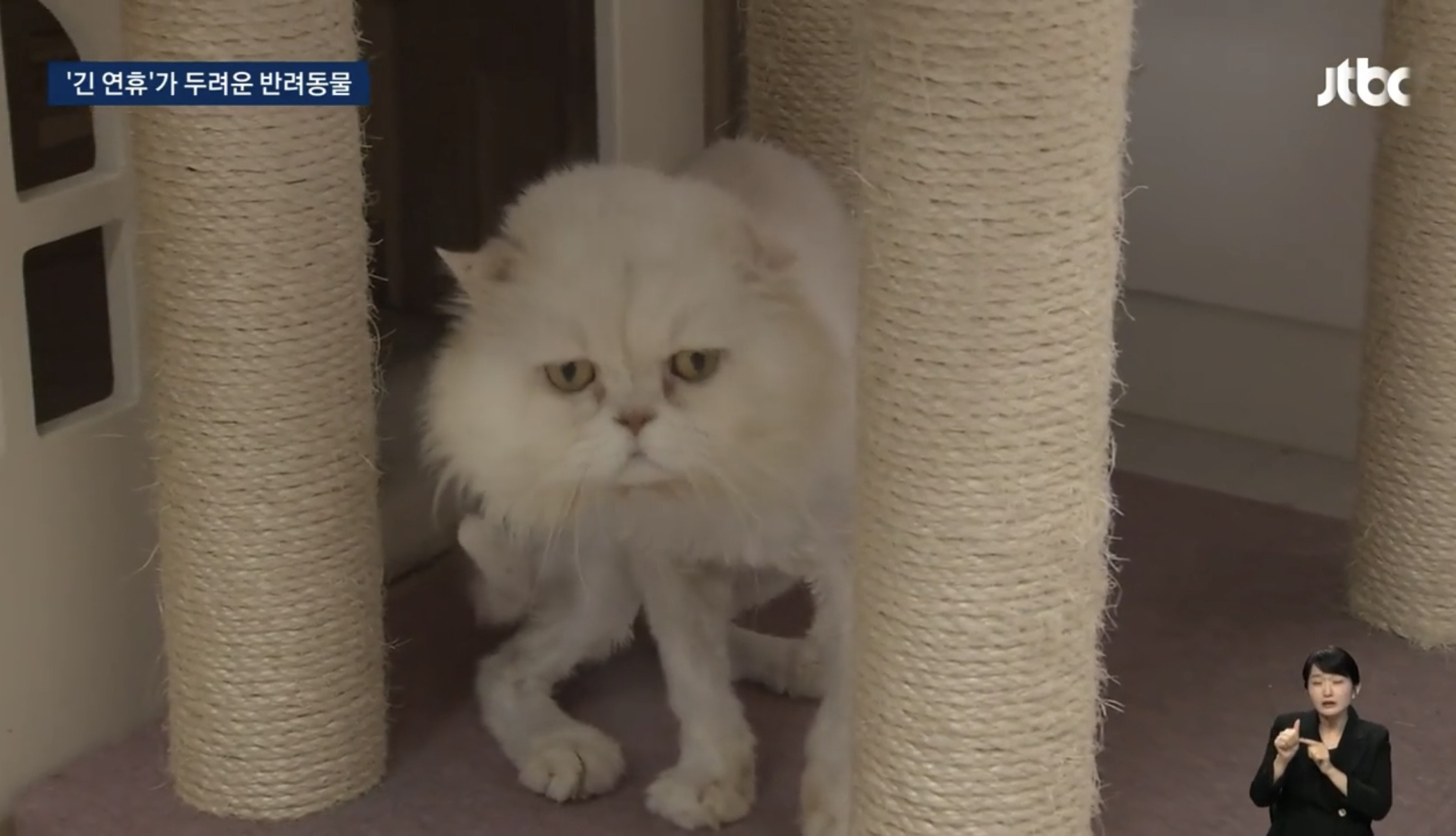 '맡길 데 없네' 그대로 거리에…긴 연휴가 두려운 반려동물 | 인스티즈