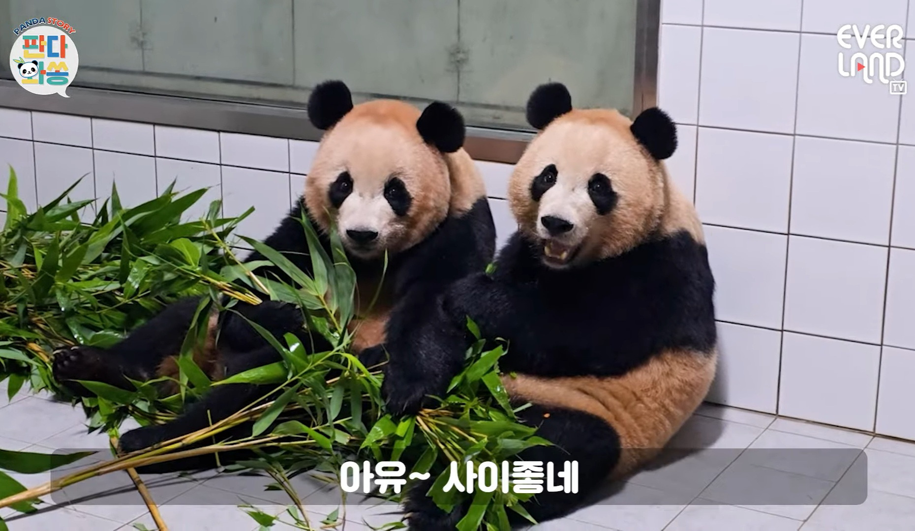 그동안 하얀색 타일이 퍼스널컬러에 맞지않았던거 같은 루이후이💜🩷🐼🐼🙄 | 인스티즈