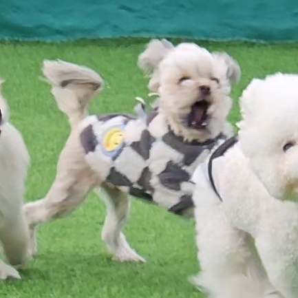 진짜 울강쥐보다 유치원에서 잘노는애 잇음 나와봐 | 인스티즈