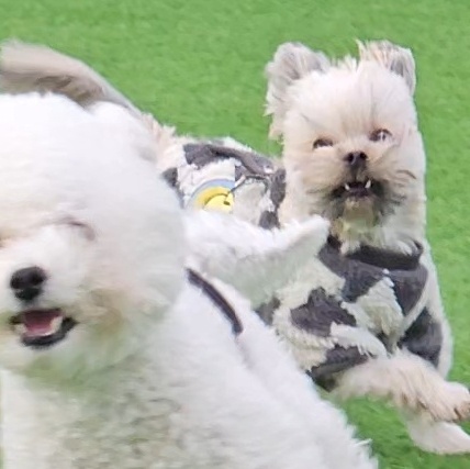 진짜 울강쥐보다 유치원에서 잘노는애 잇음 나와봐 | 인스티즈