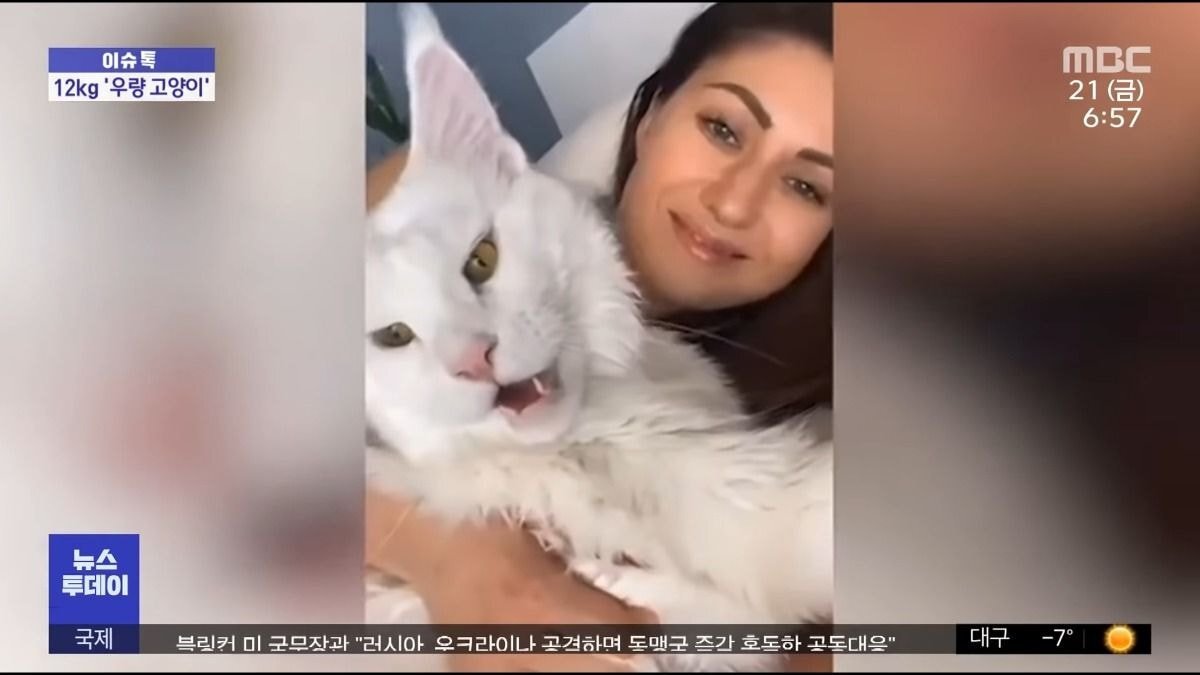 개로 오해받는다는 12kg 러시아 거대고양이 | 인스티즈