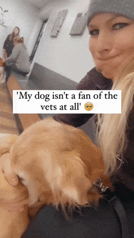 사기당한 멍멍이 | 인스티즈