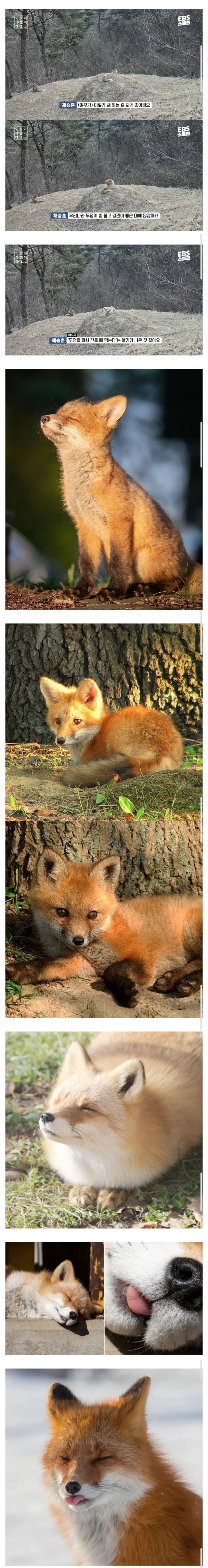 여우가 무덤에서 자주 발견되는 이유 | 인스티즈
