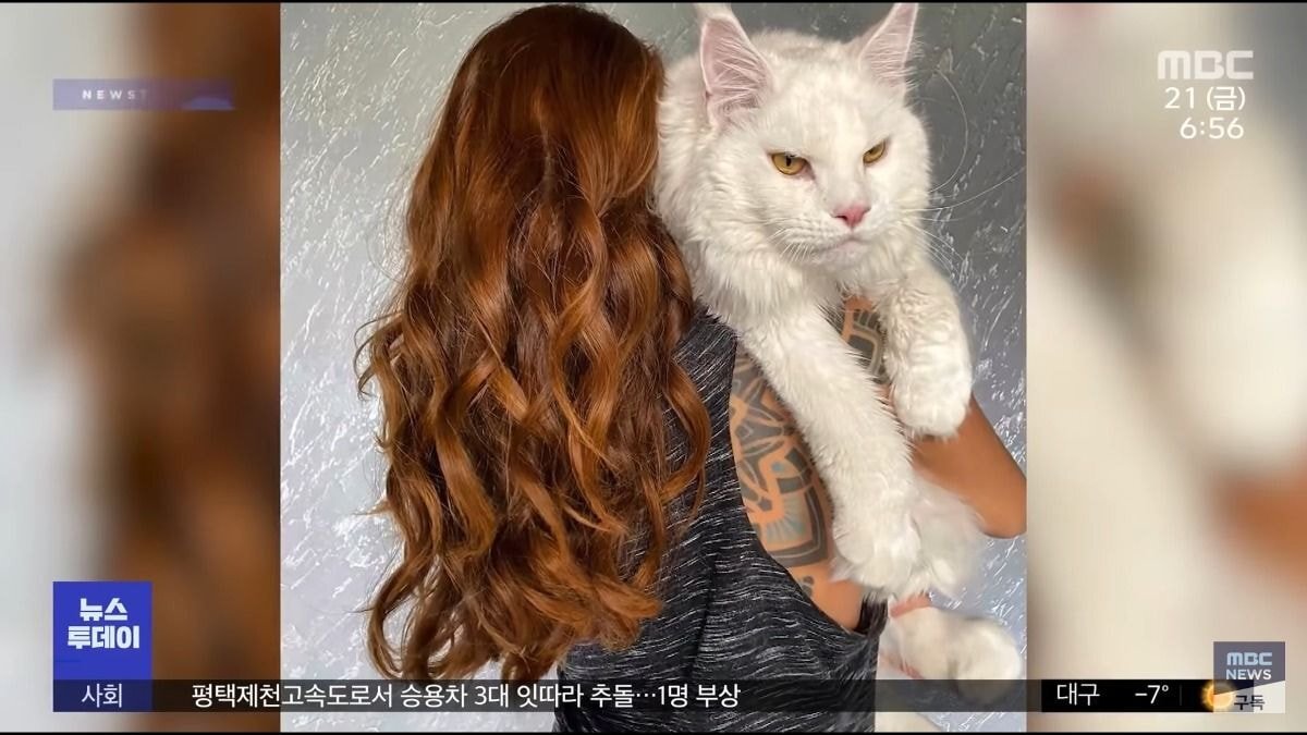 개로 오해받는다는 12kg 러시아 거대고양이 | 인스티즈