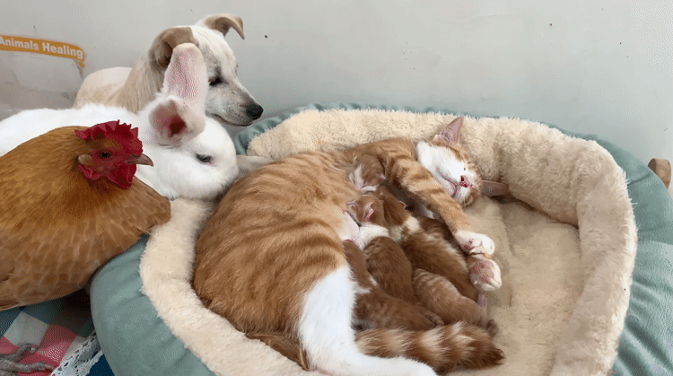 아기냥이 구경 온 친구들.gif | 인스티즈