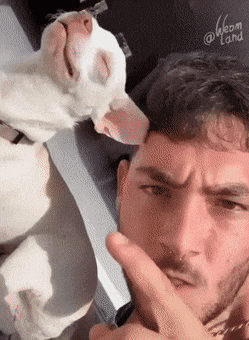 치와와와 진돗개 차이 | 인스티즈