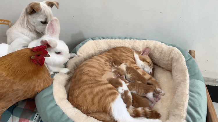 아기냥이 구경 온 친구들.gif | 인스티즈