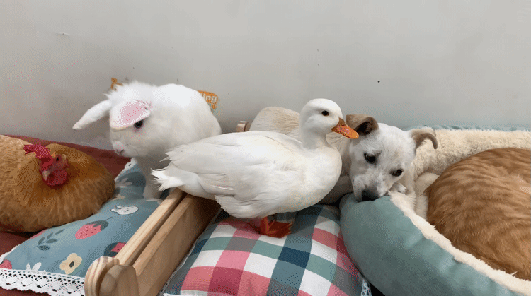 아기냥이 구경 온 친구들.gif | 인스티즈