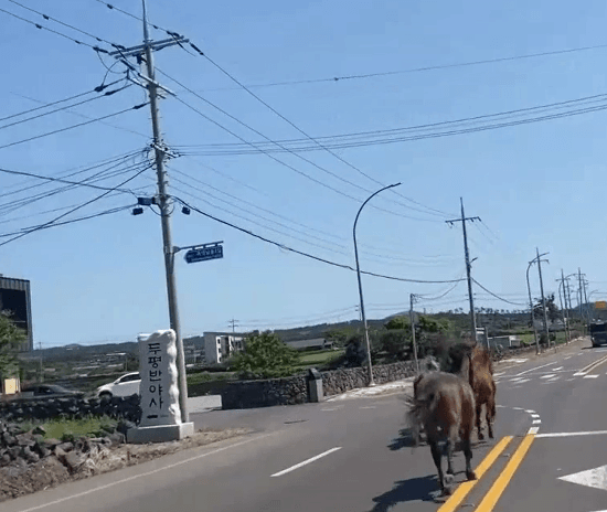 제주도 러닝크루 근황.gif | 인스티즈