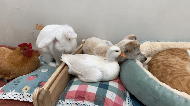 아기냥이 구경 온 친구들.gif | 인스티즈