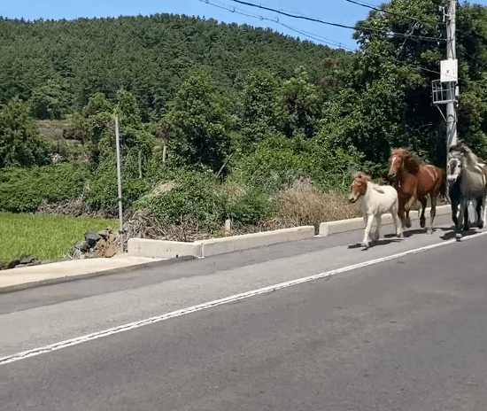 제주도 러닝크루 근황.gif | 인스티즈