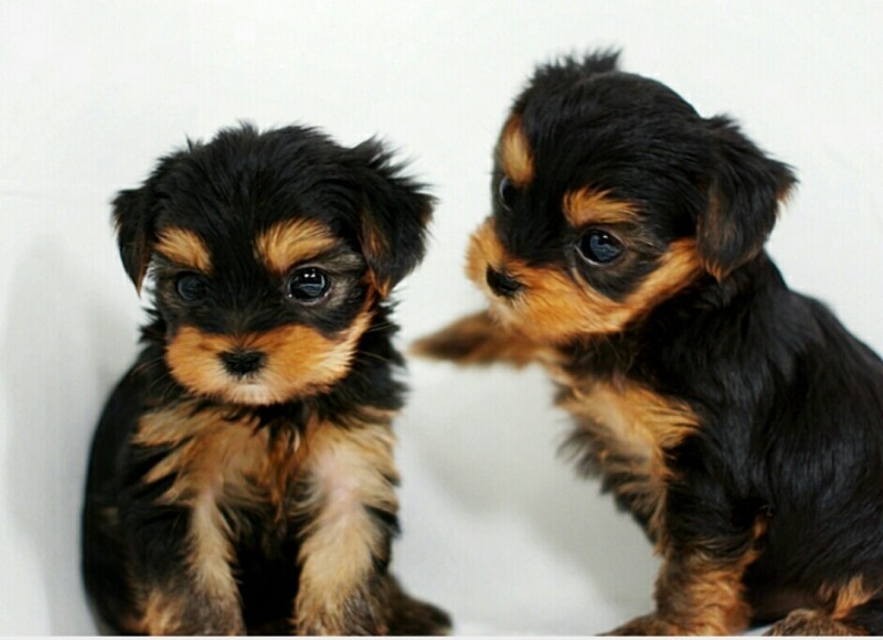 크면 색깔 변하는 요키들 | 인스티즈