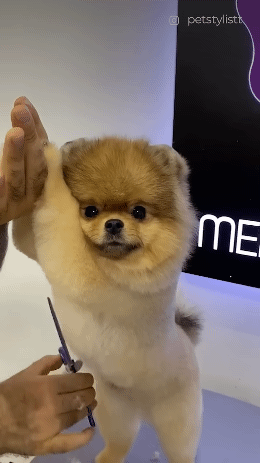 미용 잘받는 귀염 강아지 | 인스티즈