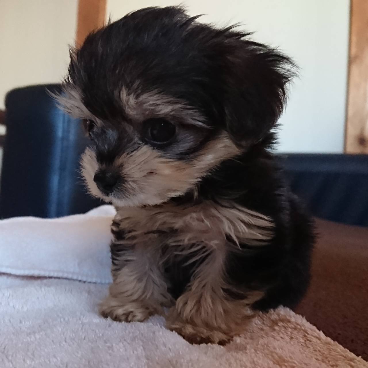 크면 색깔 변하는 요키들 | 인스티즈